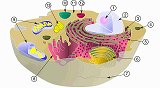 Organelles of the cell